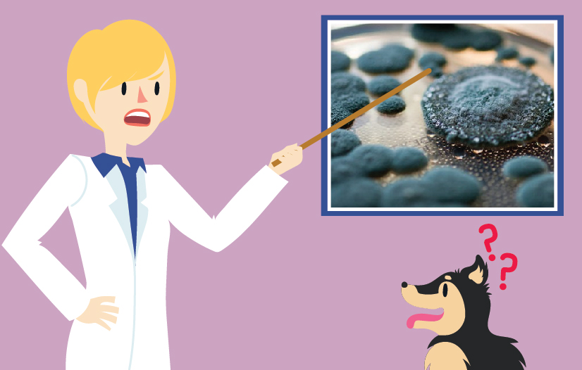 Black Mold, Mycotoxins, and Our Bad Dog